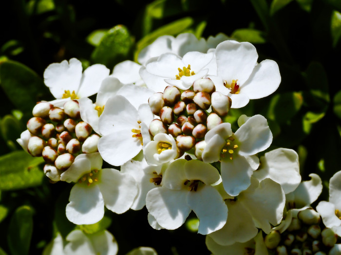 눈꽃 - Candytuft, Iberis sempervirens