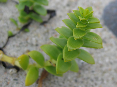 갯별꽃 사진 - Honkenya peploides var. major Hook. ex Ohwi Photos