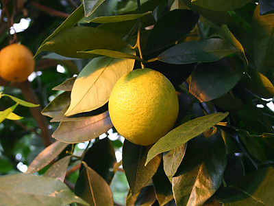 당귤나무 사진 - Citrus sinensis (L.) Osbeck Photos