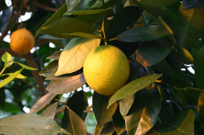 당귤나무 - Sweet orange, Citrus sinensis (L.) Osbeck