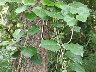 나도은조롱 사진 - Marsdenia tomentosa Morren & Decne. Photos