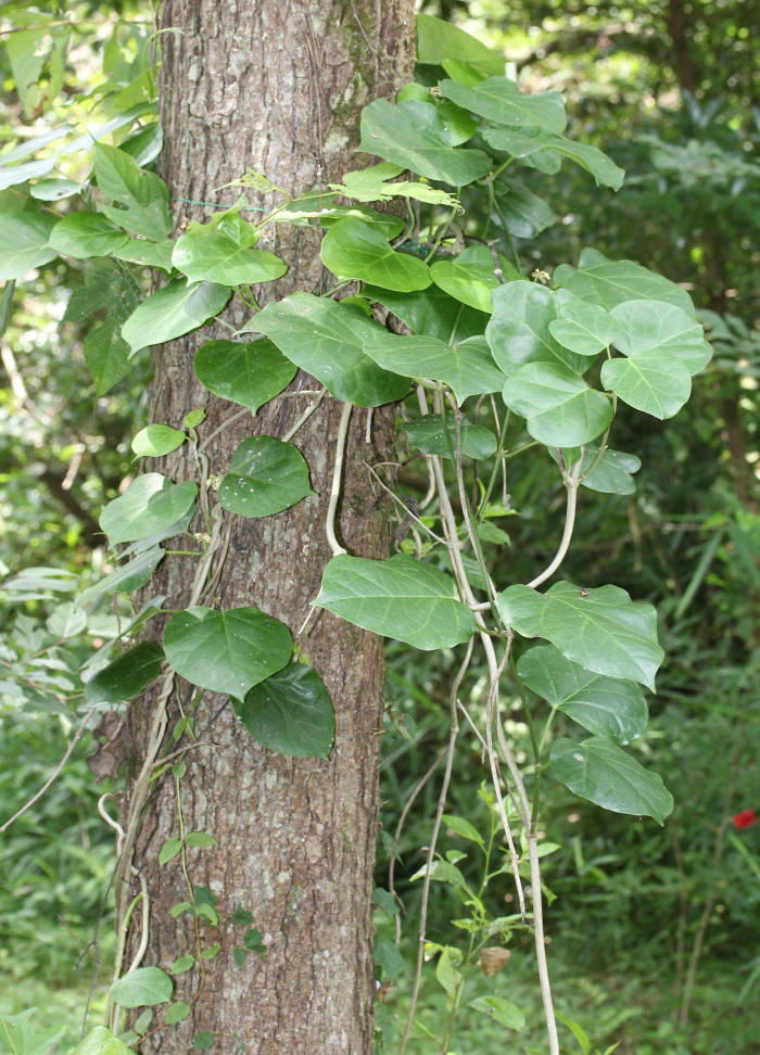나도은조롱 - Marsdenia tomentosa Morren & Decne.