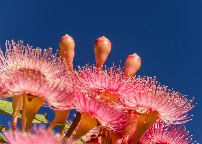 유칼립투스 - Eucalyptus, Eucalyptus globulus