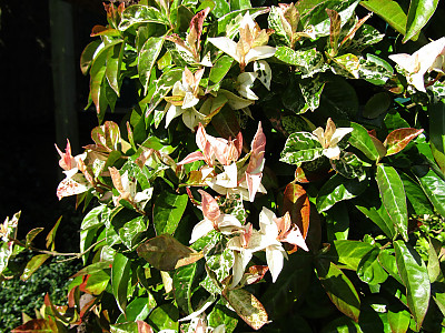 마삭줄 사진 - Trachelospermum asiaticum var. intermedium Photos