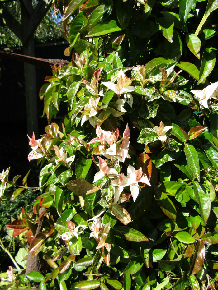 마삭줄 - Chines Jasmin, Trachelospermum asiaticum var. intermedium