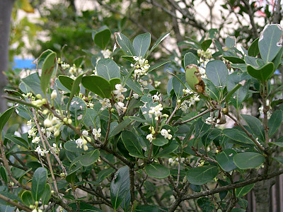구골나무 사진 - Osmanthus heterophyllus (G.Don) P.S.Green Photos