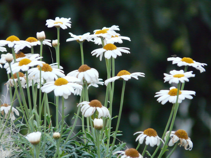 마아가렛 - Argyranthemum frutescens