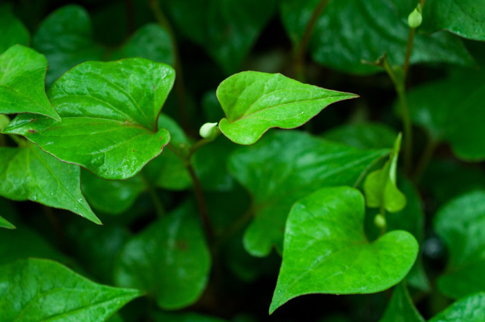 약모밀 - Houttuynia, Houttuynia cordata