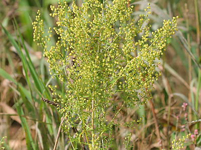 개똥쑥 사진 - Artemisia annua L. Photos