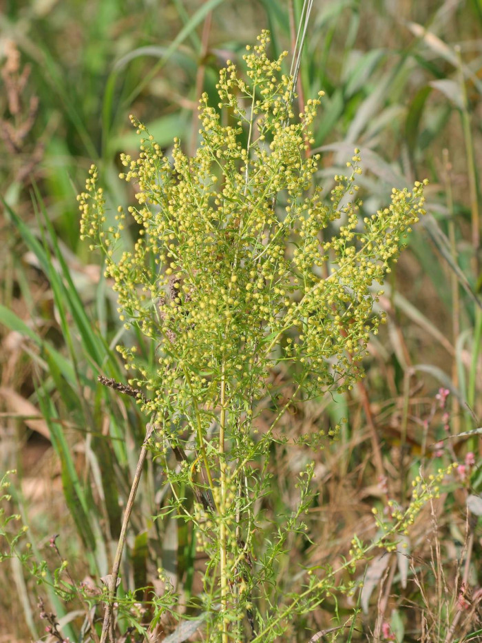 개똥쑥 - Artemisia annua L.