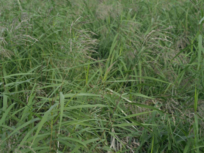 달뿌리풀 - Phragmites japonica Steud.