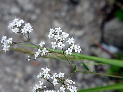 대나물 사진 - Gypsophila oldhamiana Miq. Photos