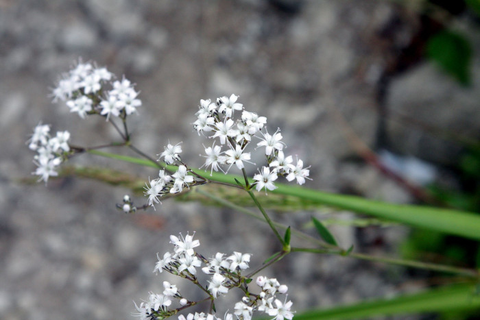 대나물 - Gypsophila oldhamiana Miq.