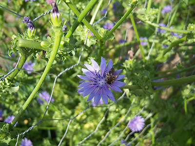꽃상추 사진 - Cichorium endivia L. Photos