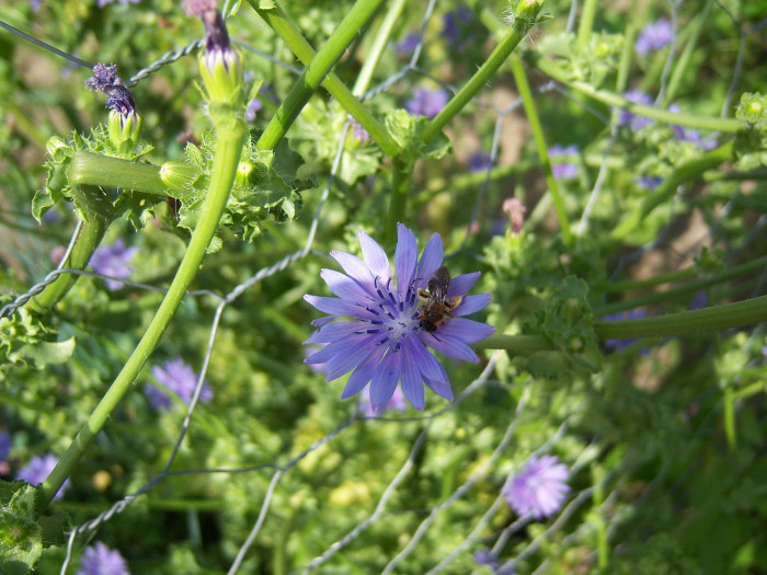 꽃상추 - Cichorium endivia L.