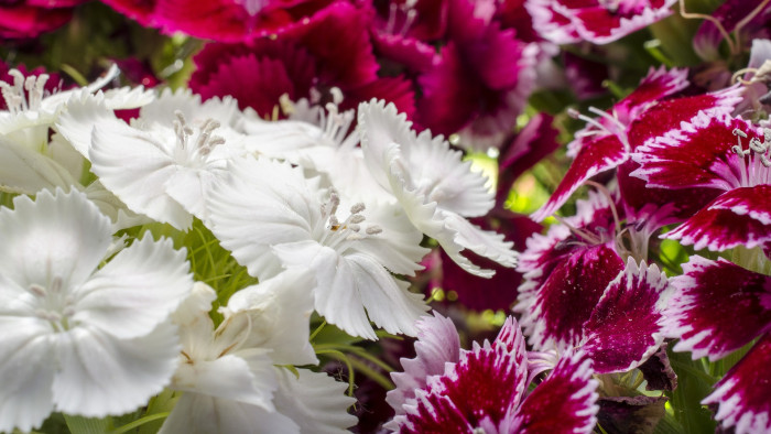 수염패랭이꽃 - Dianthus barbatus L. var. aisaticus L.