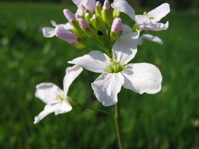 겨자무 - horeseradish, Armoracia rusticana P.G.Gaertner