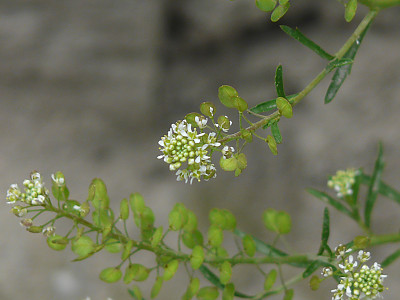 큰다닥냉이 사진 - Lepidium sativum L Photos