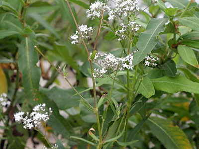 대나물 사진 - Gypsophila oldhamiana Miq. Photos