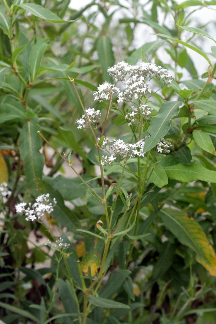 대나물 - Gypsophila oldhamiana Miq.