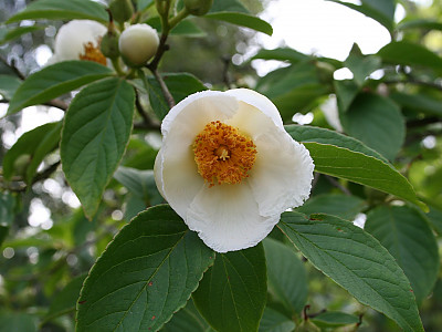노각나무 사진 - Stewartia pseudocamellia Maxim. Photos