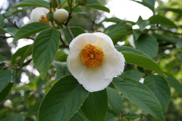 노각나무 - Stewartia pseudocamellia Maxim.
