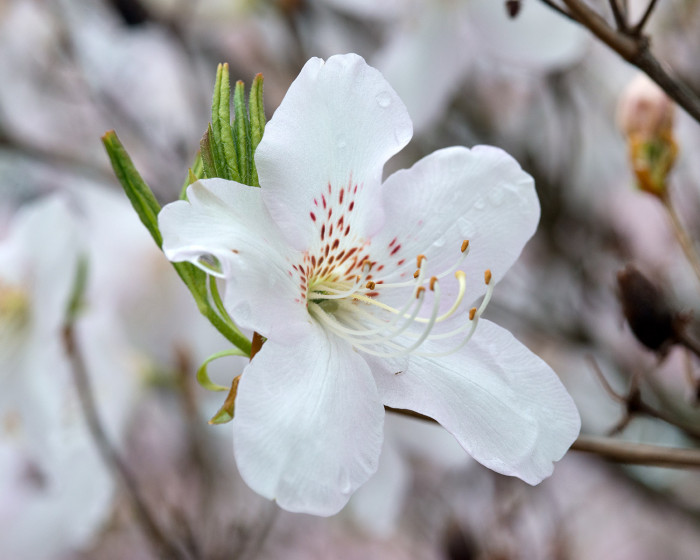 흰철쭉 - Rhododendron schlippenbachii Maxim. for. albiflorum (Uyeki) T. B. Lee