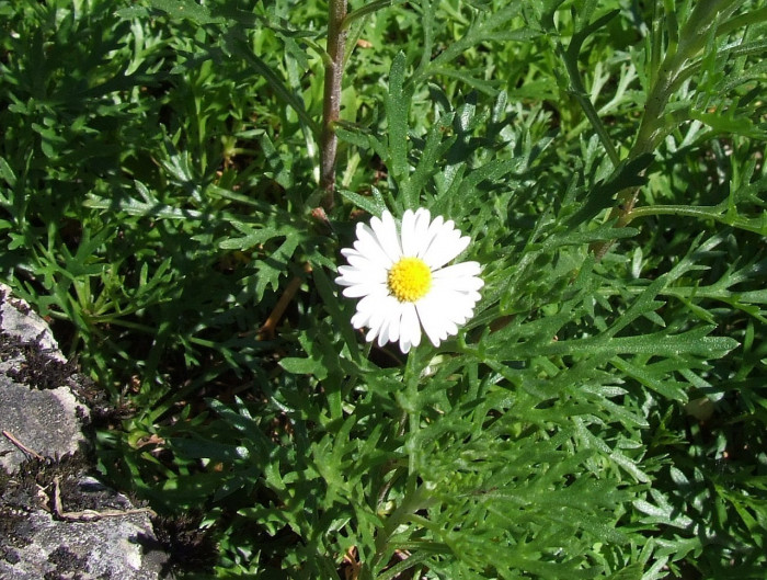 구절초 - Dendranthema zawadskii var. latilobum (Maxim.) Kitam.