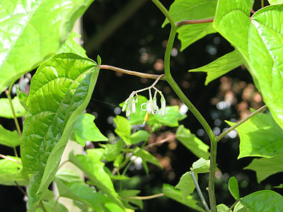 박쥐나무 사진 - Alangium platanifolium var. macrophyllum Photos