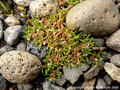 대구돌나물 사진 - Tillaea aquatica L. Photos