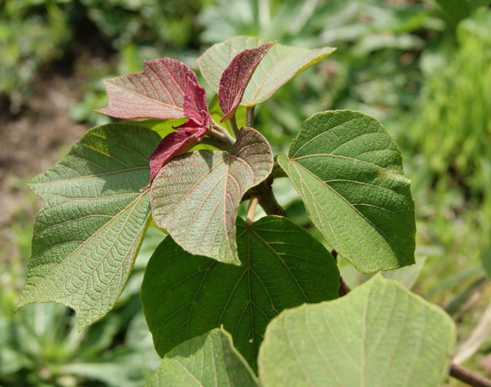예덕나무 - Mallotus japonicus (Thunb.) Muell. Arg.