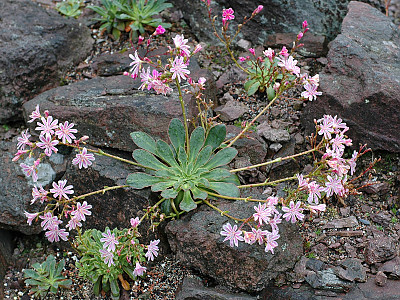 레위시아 사진 - Lewisia Photos