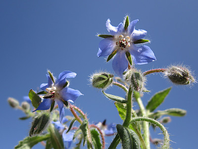 보리지 사진 - Borago officinalis L. Photos
