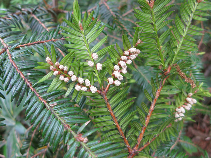 비자나무 - 1, Torreya nucifera (L.) Siebold & Zucc.