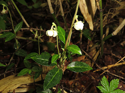 매화노루발 사진 - Chimaphila japonica Miq. Photos