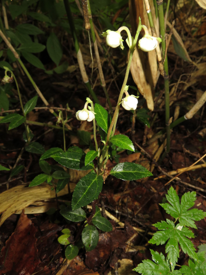 매화노루발 - Chimaphila japonica Miq.