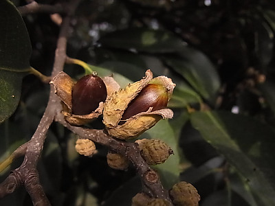 구실잣밤나무 사진 - Castanopsis sieboldii (Makino) Hatus. Photos