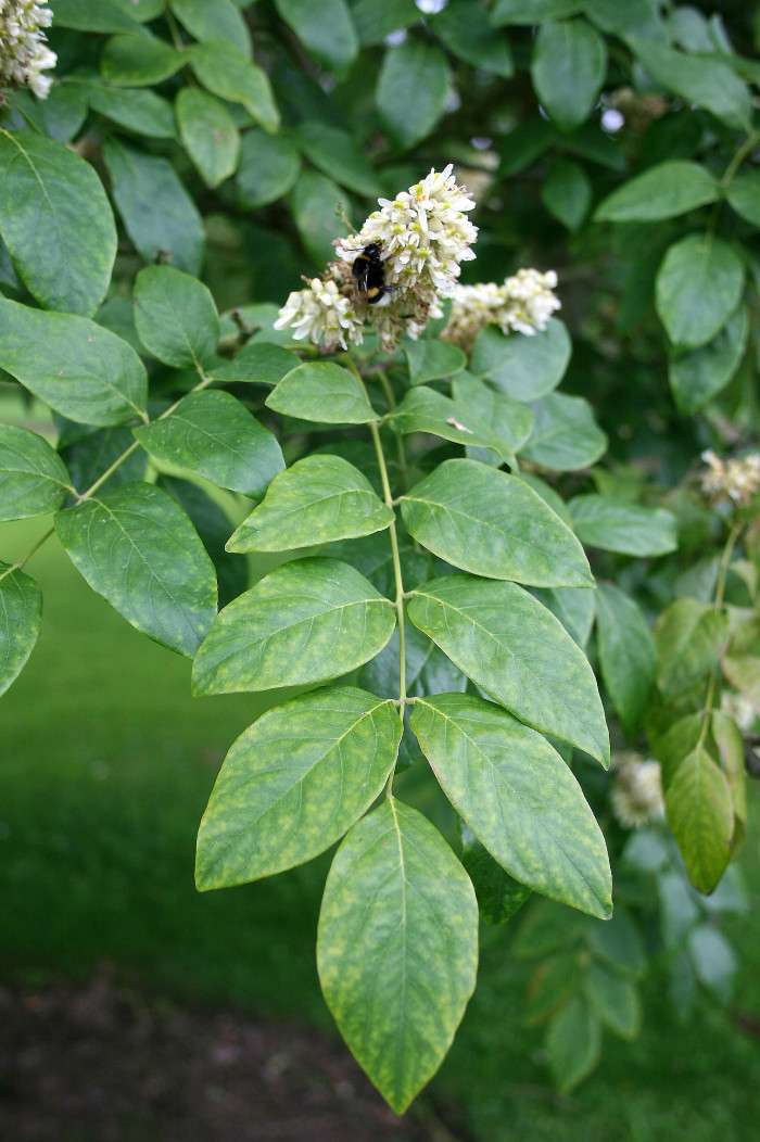 다릅나무 - Maackia amurensis Rupr. & Maxim. var. amurensis