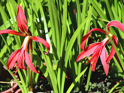 아즈텍릴리 사진 - Sprekelia Photos