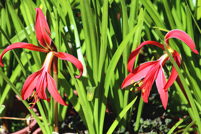 아즈텍릴리 - Aztec Lily, Sprekelia