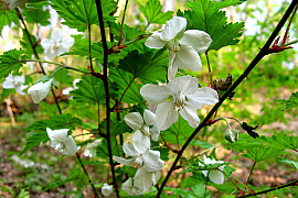 단풍딸기 - Rubus palmatus Thunb.