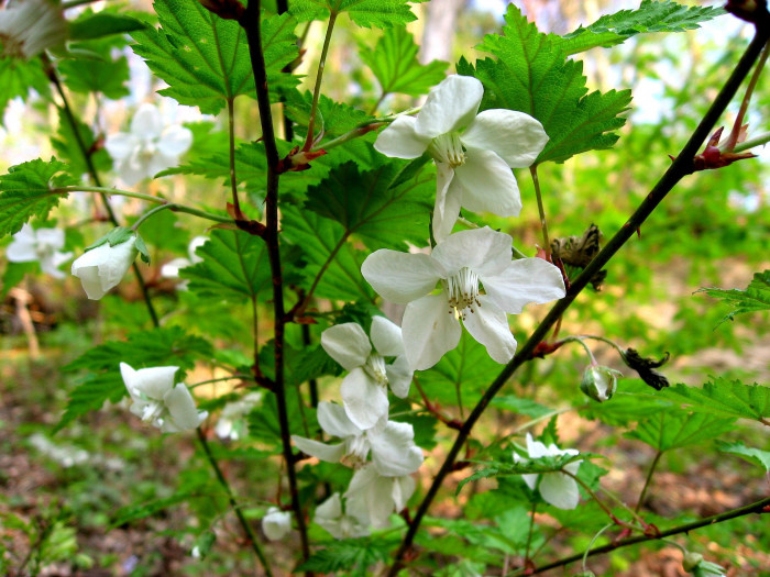 단풍딸기 - Rubus palmatus Thunb.