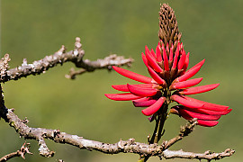 인도산호나무 - Erythrina variegata