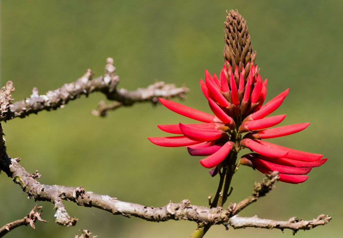 인도산호나무 - Erythrina variegata