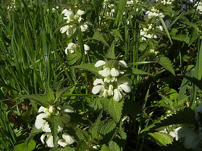 광대수염 사진 - Lamium album var. barbatum (Siebold & Zucc.) Franch. & Sav. Photos