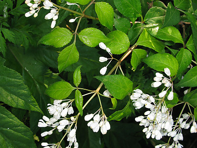 고추나무 사진 - Staphylea bumalda DC. Photos