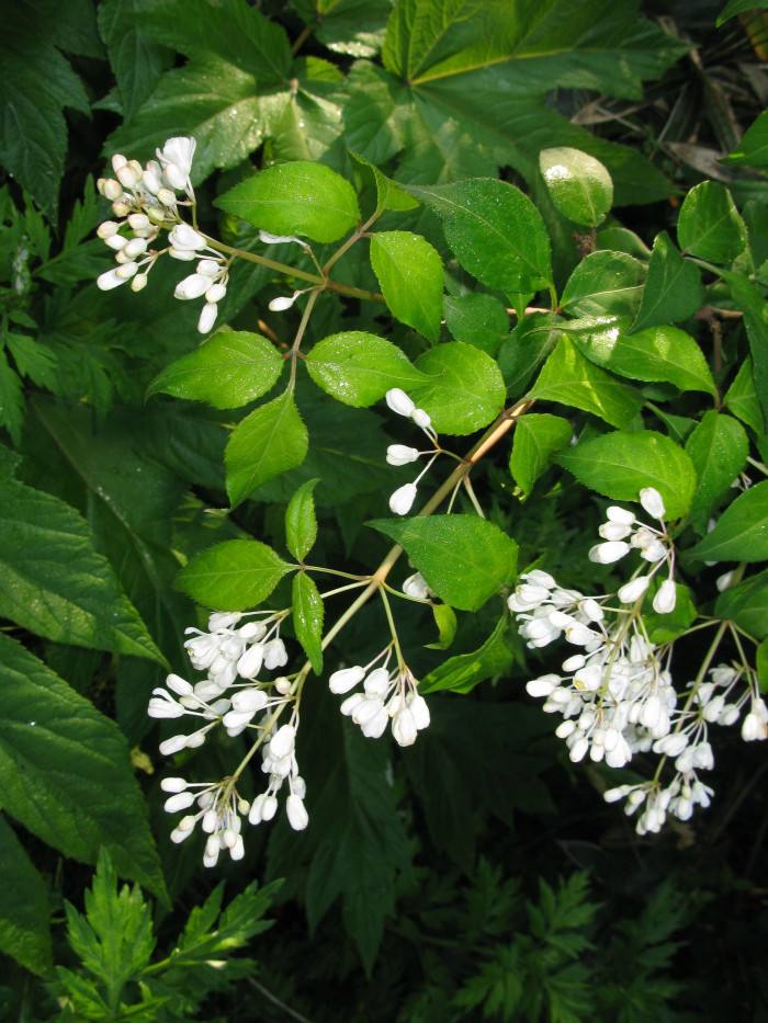 고추나무 - Staphylea bumalda DC.