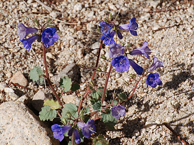 파셀리아 사진 - Phacelia campanularia Photos