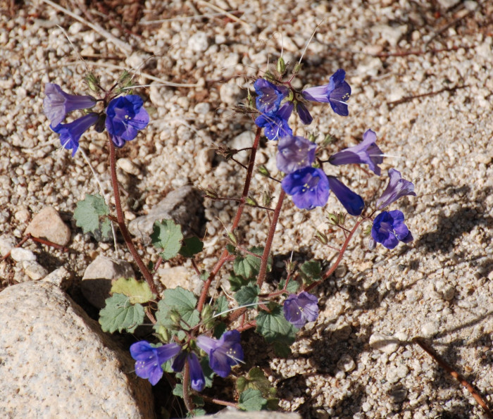 파셀리아 - California Bluebell, Phacelia campanularia