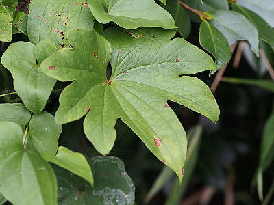 단풍마 사진 - Dioscorea quinqueloba Thunb. Photos